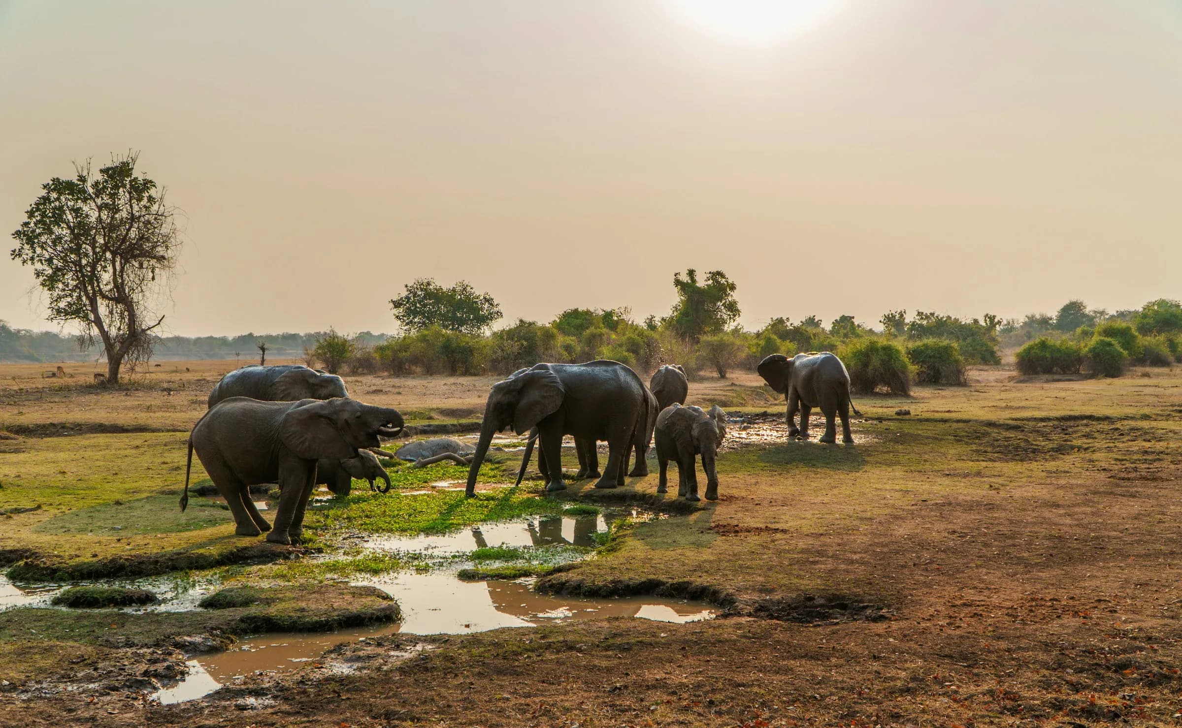 Africa