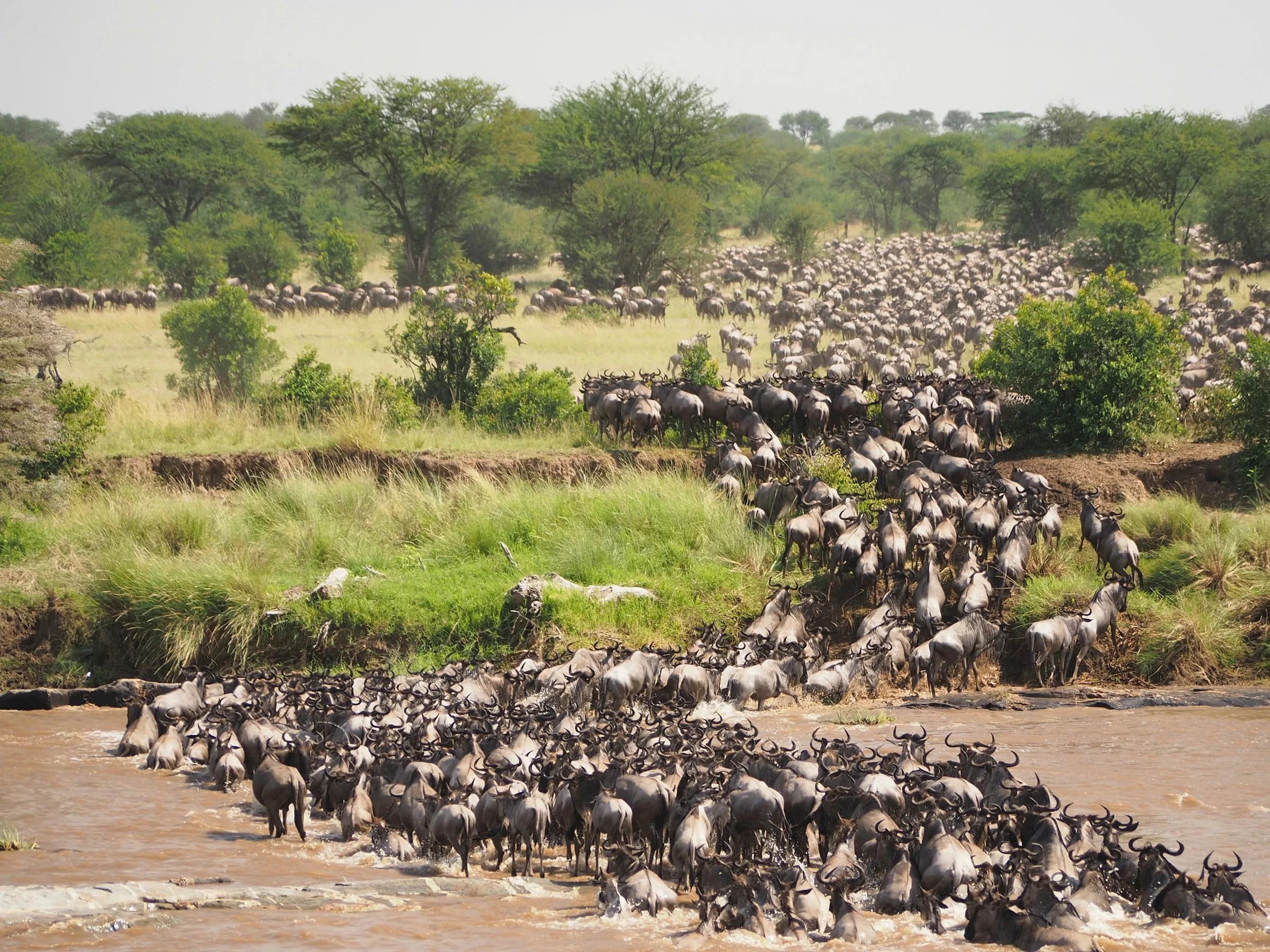 Kenya Great Migration Safari